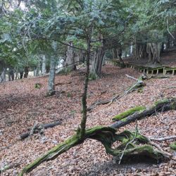 Bosque Montaña Planetina